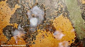 Married stud drilled hard, cums with dick inside, then bolts.