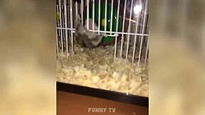 sexy man gives blowjob to big monster cock