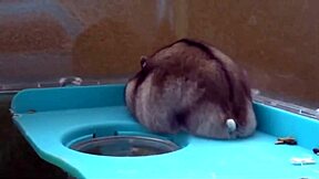 sexy man gives blowjob to big monster cock